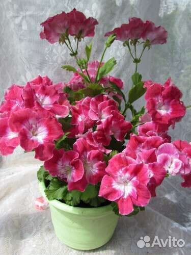 Экзотика. Дуранта Свит Меморис и др