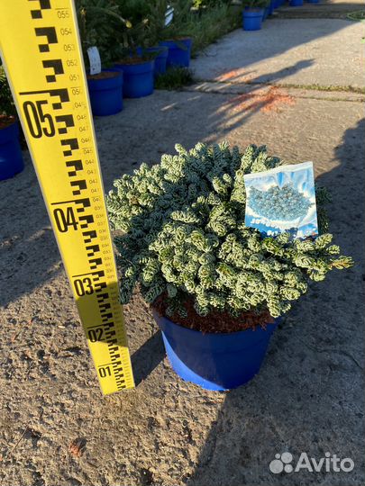 Пихта айсбрейкер