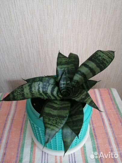 Сансевиерия Ханни / Зейланика без горшка