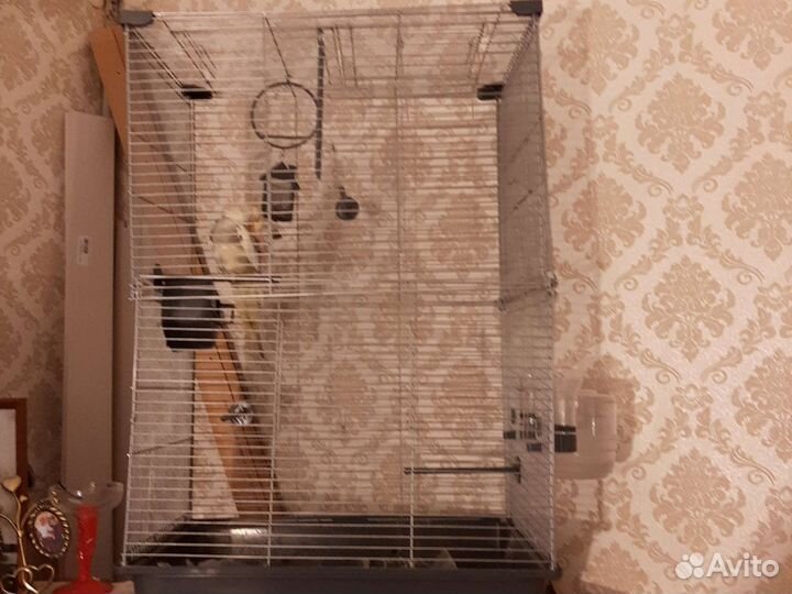 Попугай корелла с клеткой