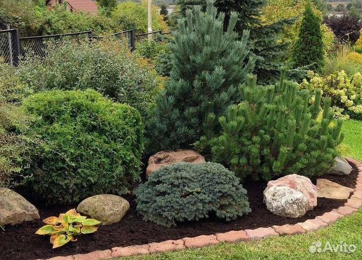 Тис ягодный