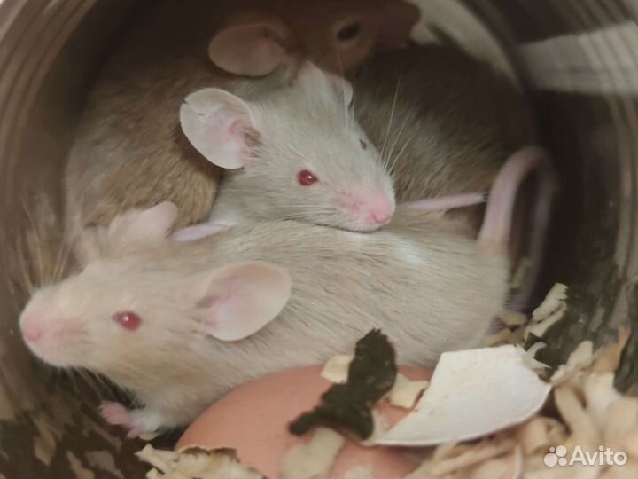 Мыши и мышата