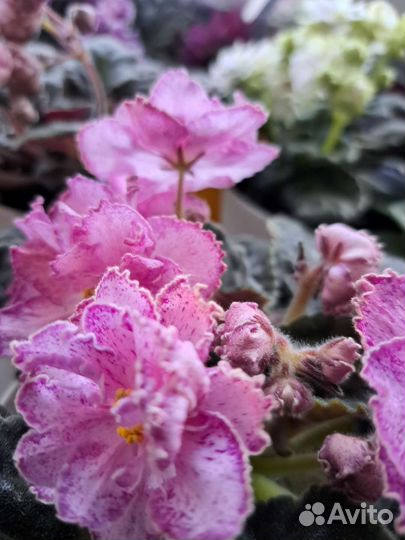 Сртовые фиалки