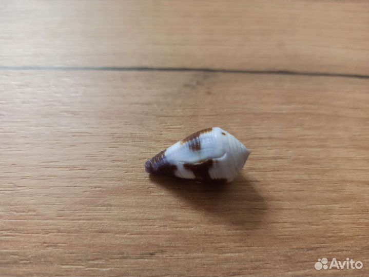 Морская раковина