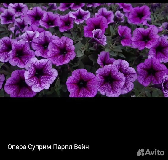 Петунии