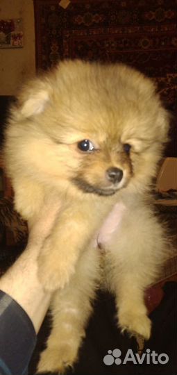 Щенки померанского шпица медвежьего типа