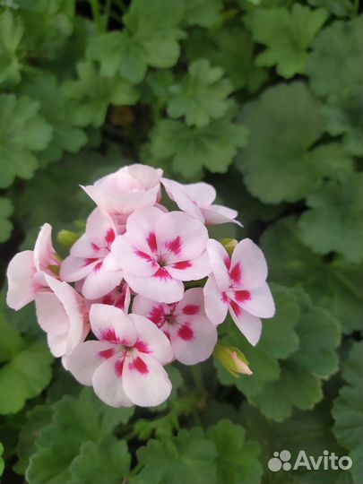 Герань пеларгония