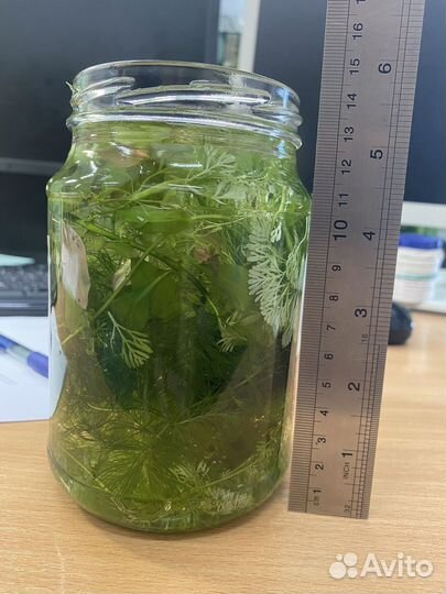 Растения для аквариума