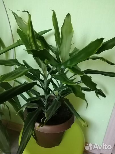 Комнатные цветы