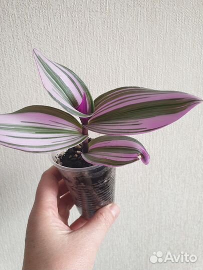 Традесканция Нанук.Комнатные цветы