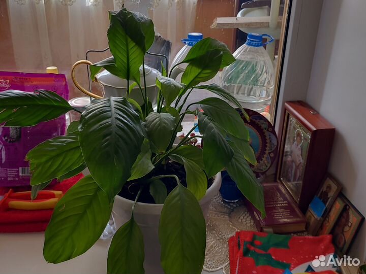 Лимон. Спатифиллум Женское счастье. Педилантус