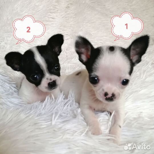 Чихуахуа мини девочка щенки