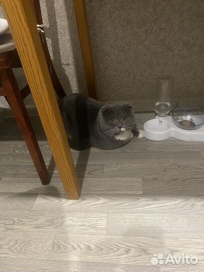 Ищем подружку