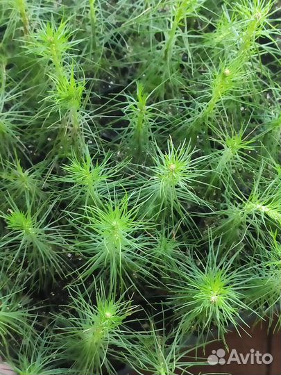 Сеянцы сосны и ели зкс