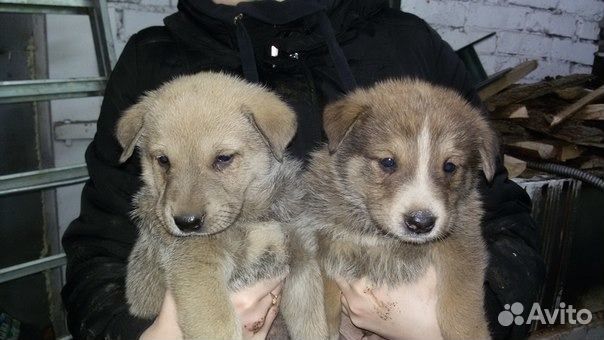 советская шиншилла кролик кидается. авито великие луки собаки. йорктиз. авито луки животные. щенки продаются в великих луках.