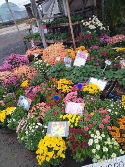 Хризантемы