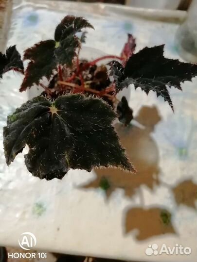 Чёрная Бархотная Бегония