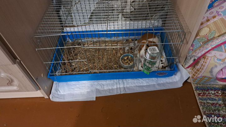 Морская свинка с клеткой бесплатно