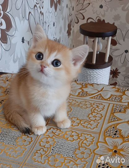 Малыши шиншиллы