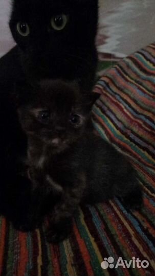 Отдам котят в хорошие руки