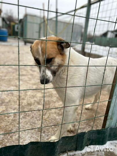 Собака в добрые руки из приюта бесплатно