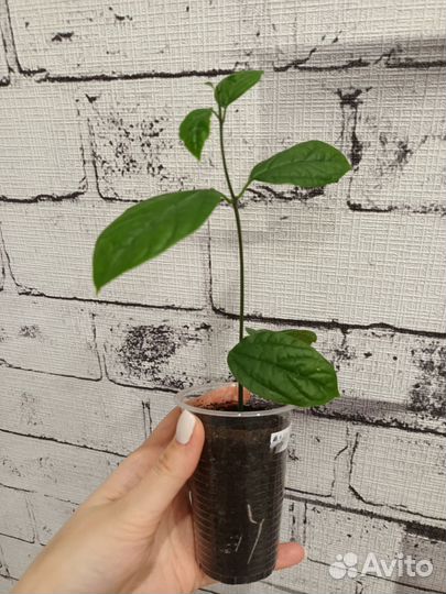 Клеродендрум томпсон