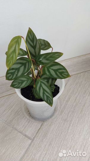 Комнатные растения цветы филейка