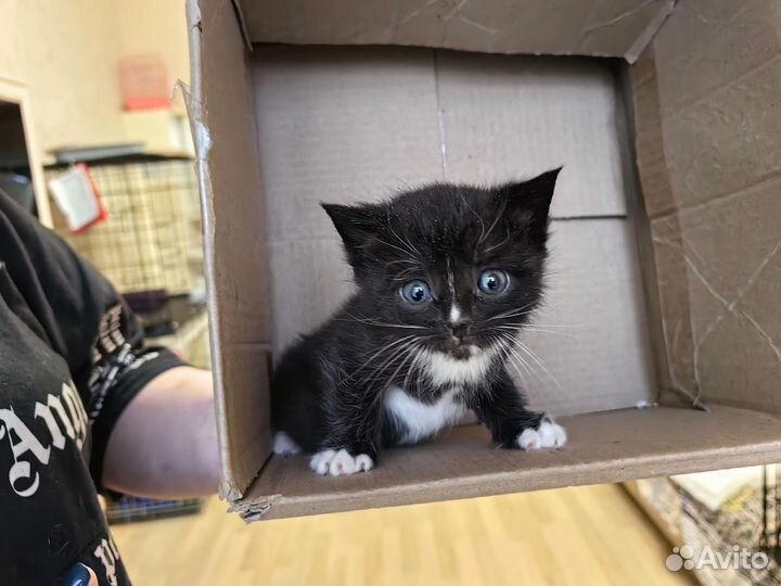 Россыпь котят