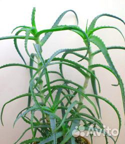 Алоэ (столетник) лечебный