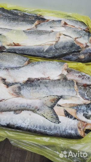 Свежемороженая горбуша потрашеная, красная рыба