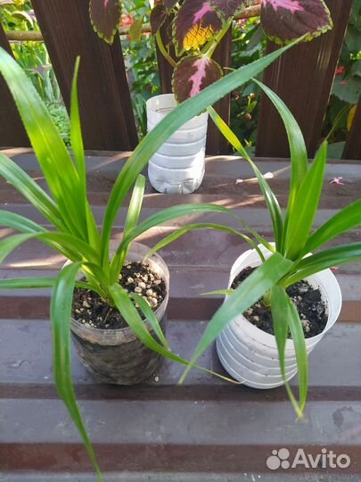 Пальма панданус