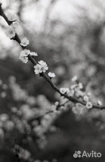 Фотопленка ч/б 35мм Тасма кн-3