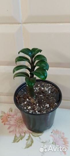 Замиакулькас черный Равен и Зензи