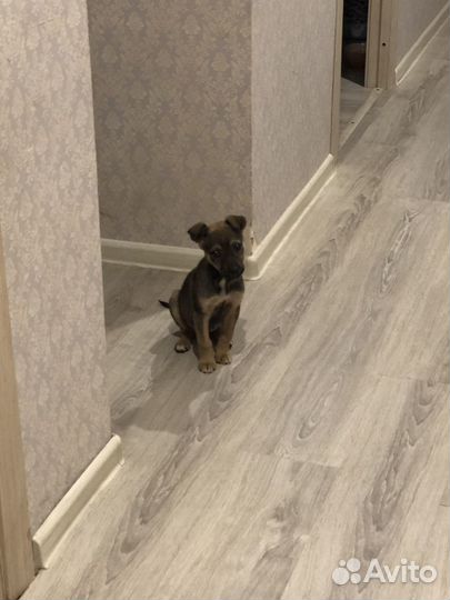 Щенок девочка в добрые руки