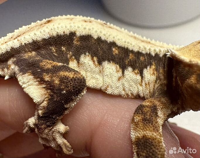 Бананоед реснитчатый