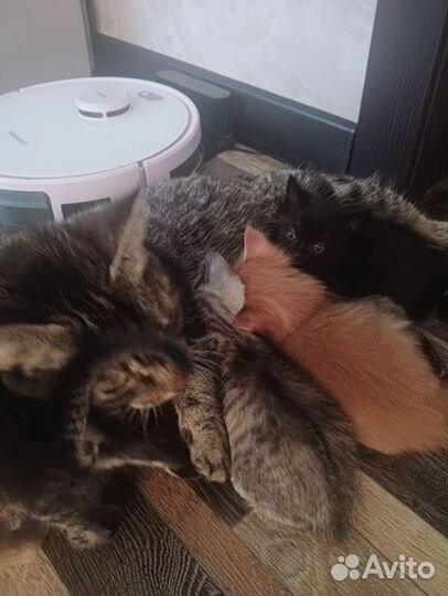 Котята в добрые руки бесплатно