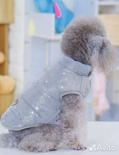 Одежда для собак