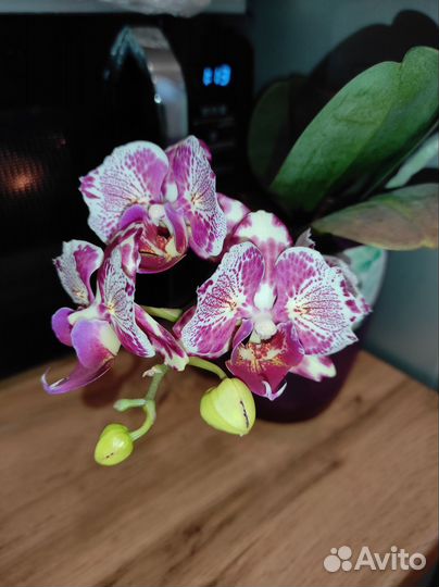 Орхидея Phalaenopsis OX Madonna, peloric