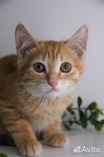 Котята в добрые руки бесплатно