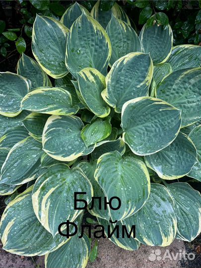 Хоста растение набор