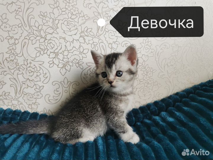 Шотландские котята