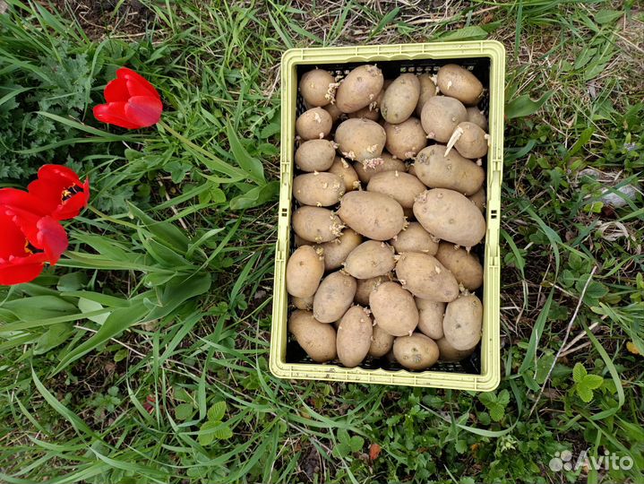 Картофель семенной красный и белый