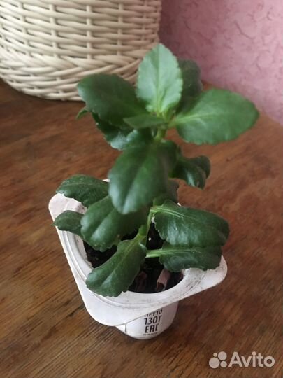 Комнатные цветы Каланхое Каландива