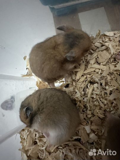 Сирийский хомяк