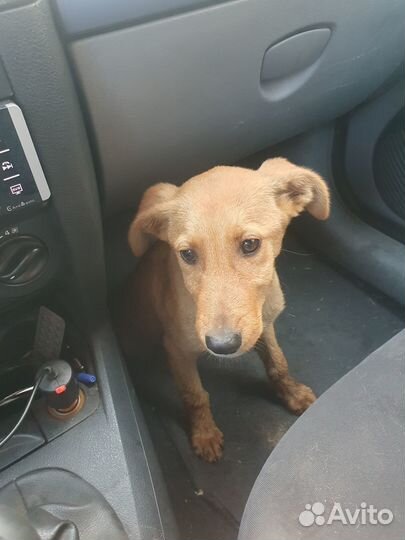 Щенки от маленькой собаки