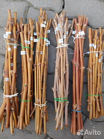 Саженцы, черенки винограда неукрывные зимостойкие