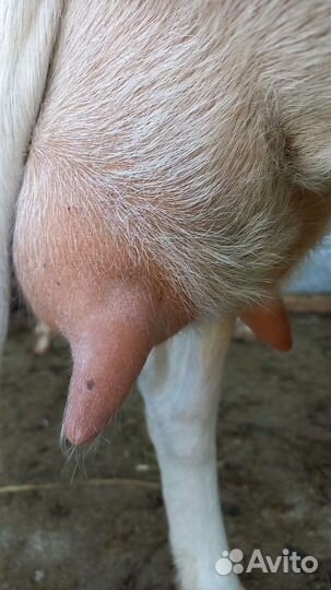 Коза Ламанчи