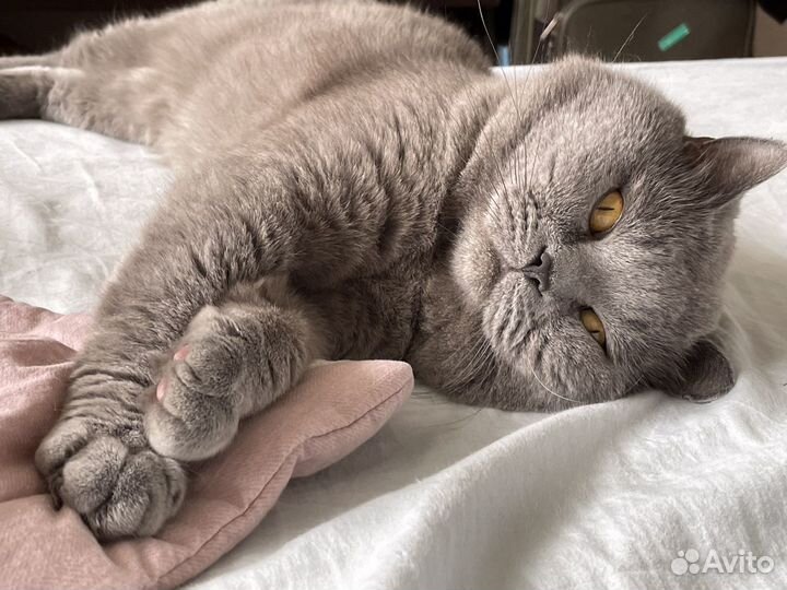 Британский кот для вязки