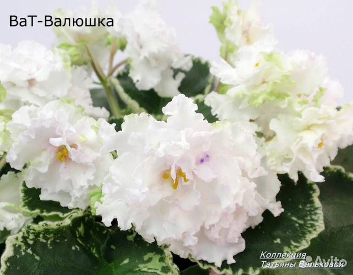 Детки,листья с детками сортовых фиалок