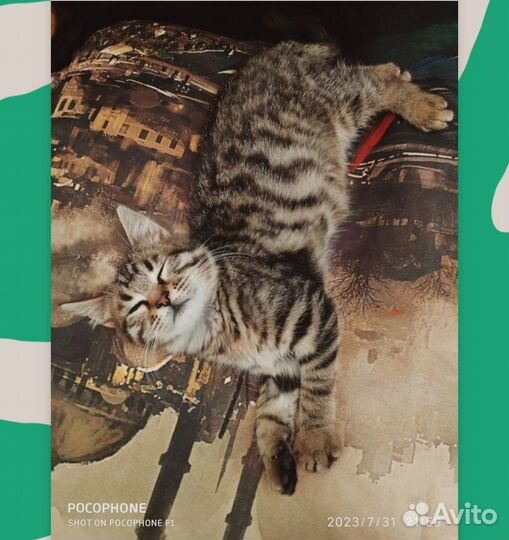 Метис бенгальский в дар